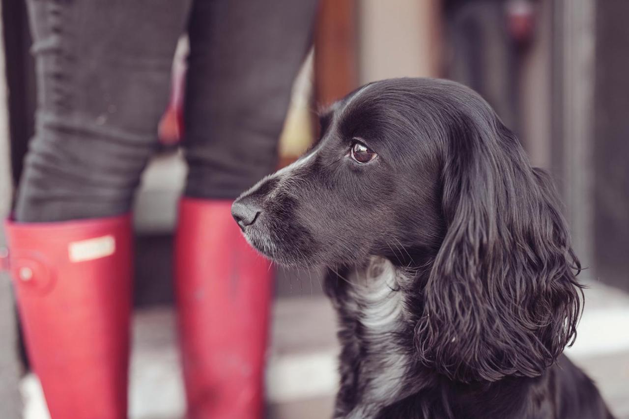 Longlands Inn & Cottages Carnforth Kültér fotó A black and white English Cocker Spaniel